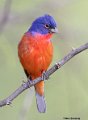 _B222940 painted bunting